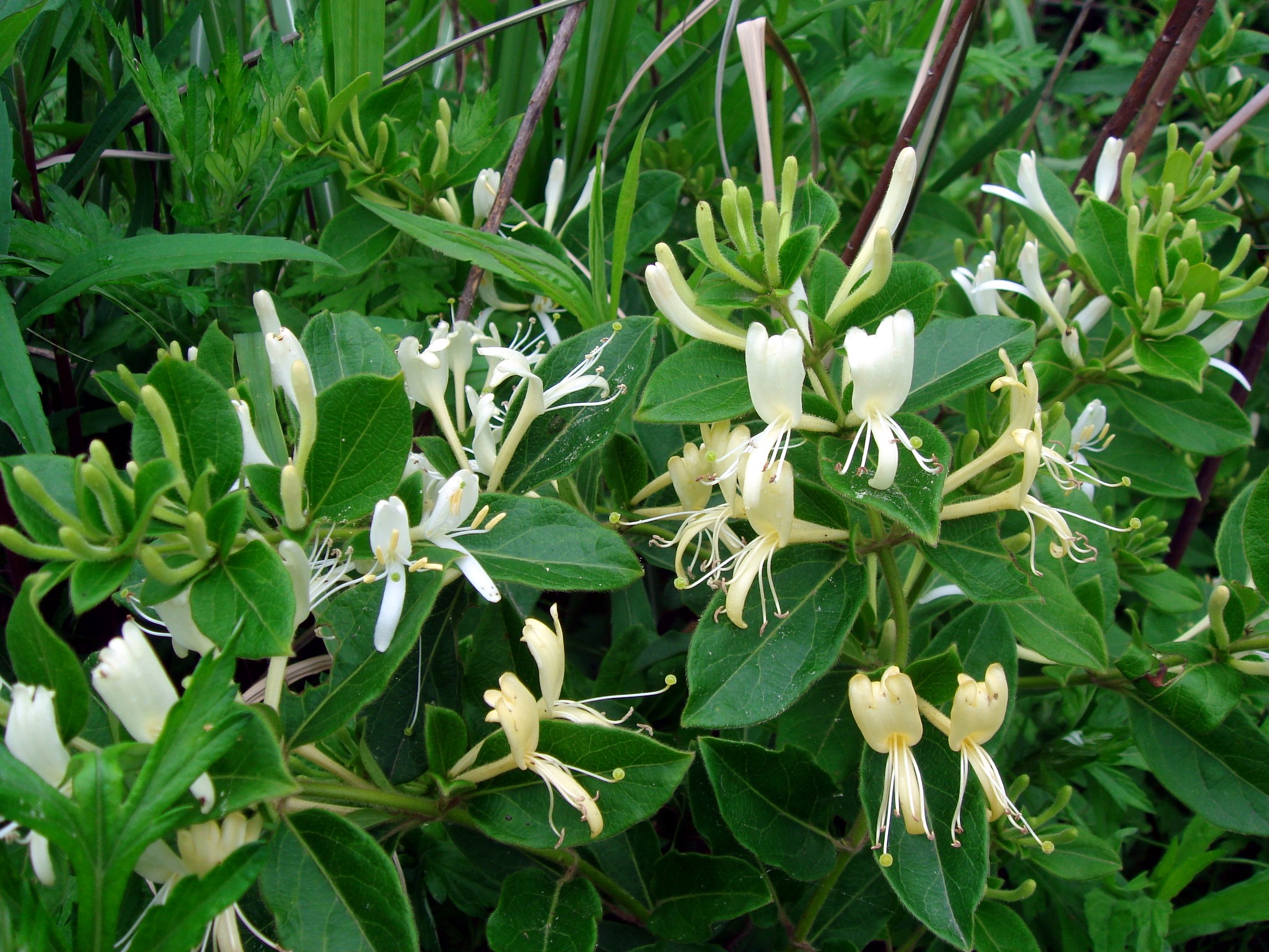 Lonicera japonica Thunberg ex Murray